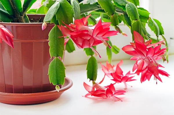 christmas cactus pet safe, 10 Beautiful Indoor Plants That Are Pet Safe