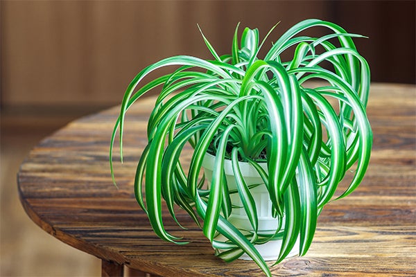 spider plant pet safe plants, 10 Beautiful Indoor Plants That Are Pet Safe