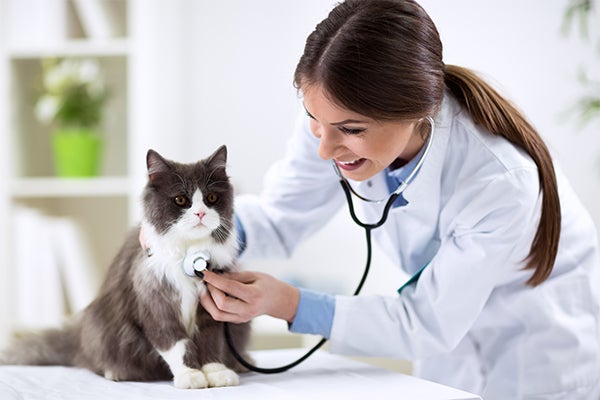 cat at vet, Types of Stress in Cats