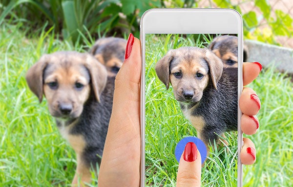 person taking photo of dog