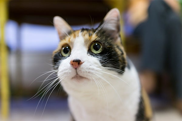 cat with dilated pupils, 10 Signs Of A Healthy Cat To Look For