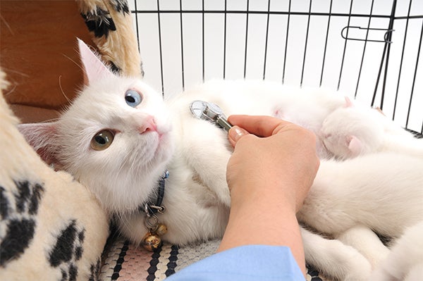 cat at veterinarian