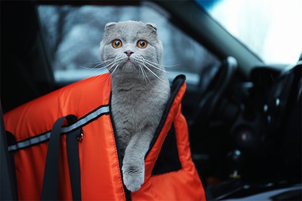 cat in car in carrier, Cats Who Aren’t Taken to the Veterinarian