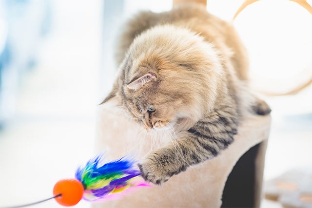 cat playing with toy, National Cat Day