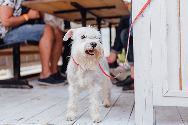 West Highland Terrier in Key West Florida