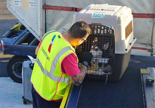 dog travel in airplane, Traveling With Pets On An Airplane