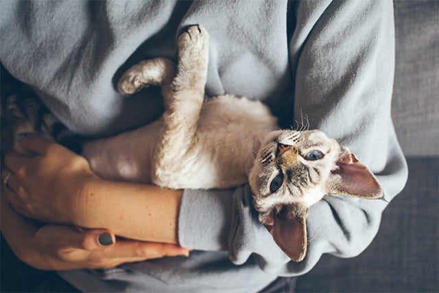 person holding cat