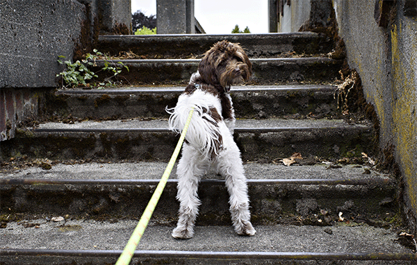 Dog on steps in Seattle Washington, Best Spring Break Destinations for Dog Lovers