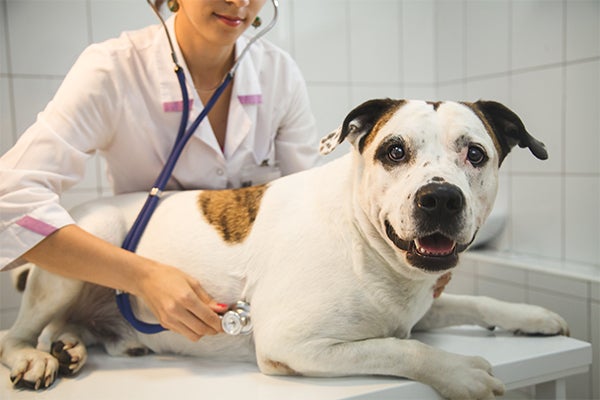 dog at veterinarian