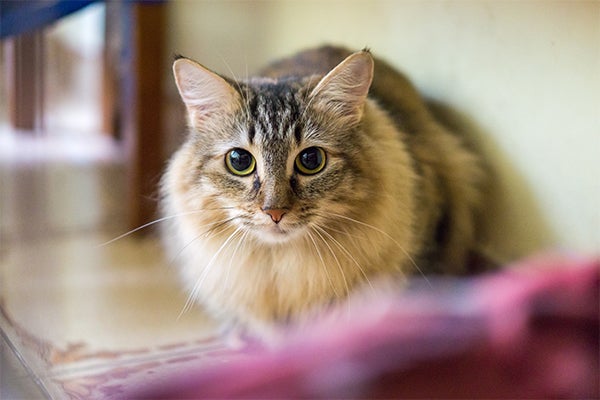 cat hiding, Types of Stress in Cats
