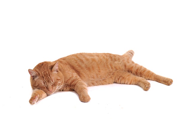 side sleeping cat, Cat Sleeping Positions
