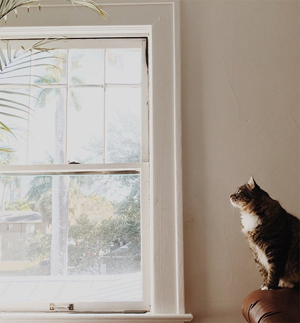 Cat looking out the window - Here are some quick fixes to offer your kitty both mental and physical stimulation and, at the same time, boost your quality time together.
