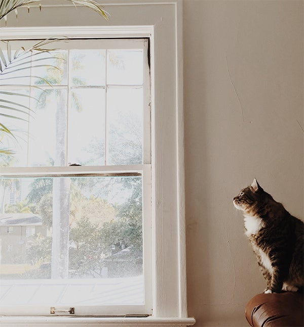 Cat looking out the window