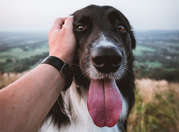 dog looking at camera