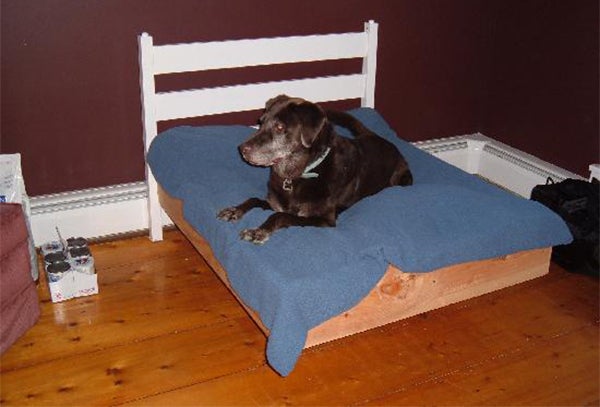 paw house inn vermont, dog food, cat food, wellness pet food, healthy pet food
