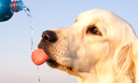 increased thirst dog