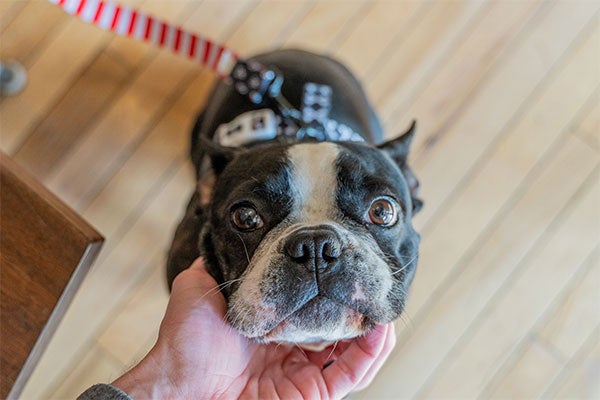 dog getting ready for a walk