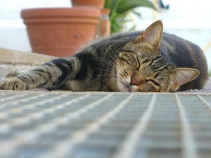 lethargic cat, How Do You Detect Cancer Early in Your Pets?