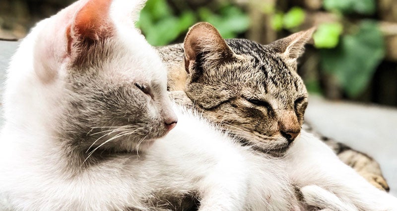 Adopt a Cat Month: How You Can Help