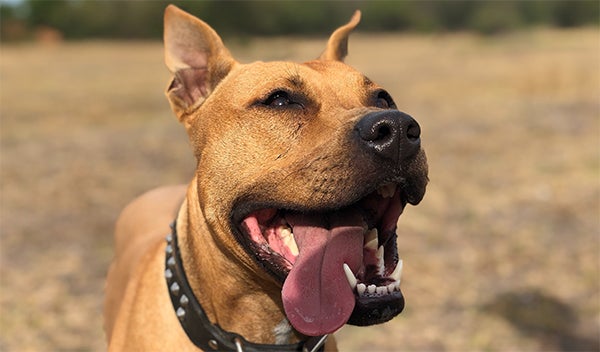 Pit bull dog. 7 Lesser Known Pitbull Facts, wellness pet foot, wet dog food, dry dog food, healthy dog food.