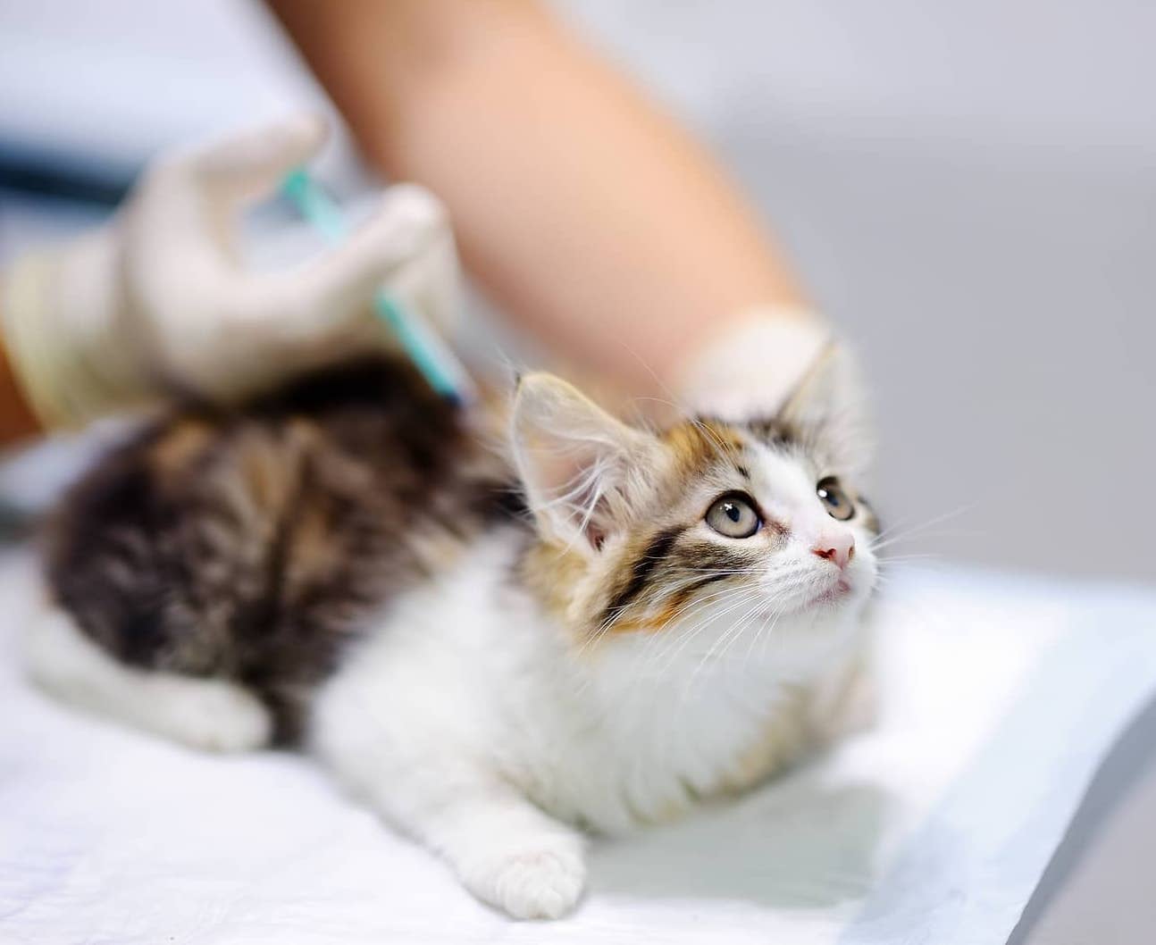 Kitten Vaccines Keeping Your Kitten Healthy Wellness Pet Food