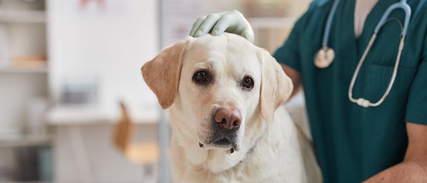 What Is a Pet Health Certificate for Dogs & Cats? Wellness Pet Food