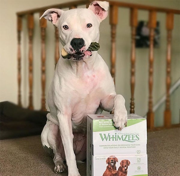 pit bull with WHIMZEES dental chews for dogs, Why is Doggie Dental Care So Important?
