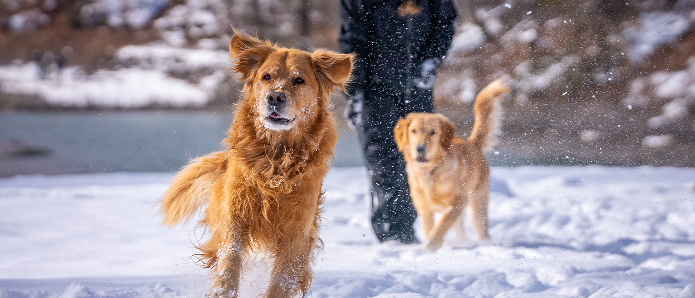 winter-dog-safety-tips-wellness-pet-food
