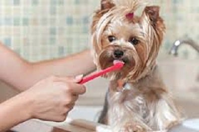 Yorkie Teeth Brushing