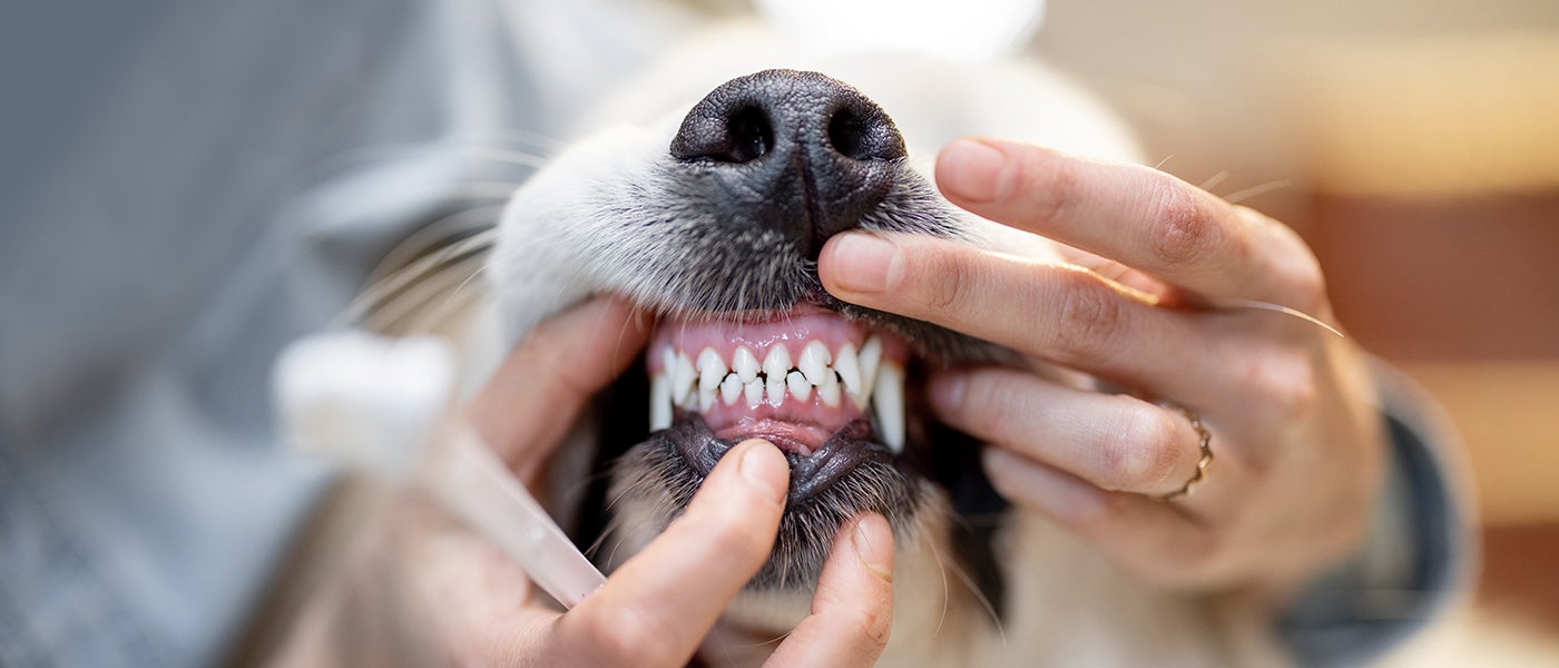 Secrets to Pearly Whites Dog Teeth Cleaning Wellness Pet Food