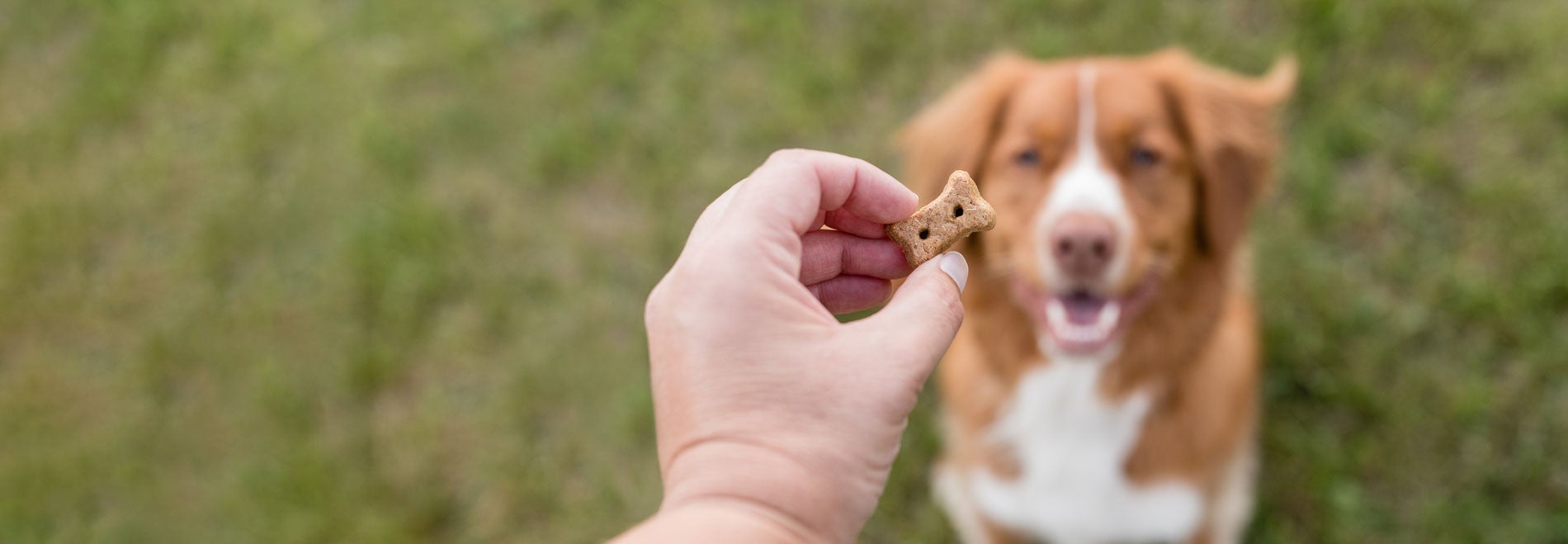 Old Mother Hubbard Dog Treats