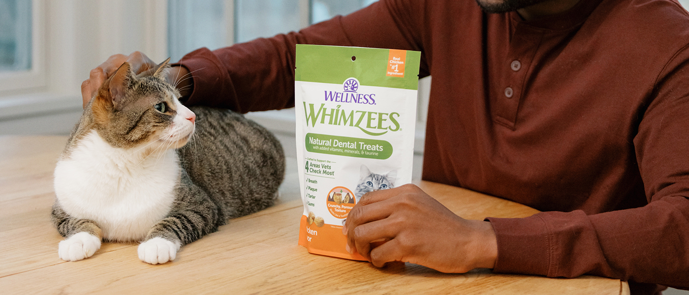 Basics of Cat Dental Care Keep Smile Bright Wellness Pet Food