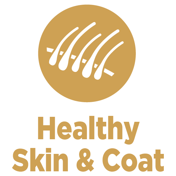 health skin and coat for pets