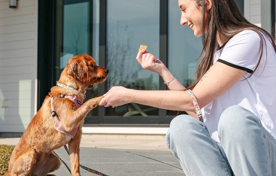 owner shaking with dog