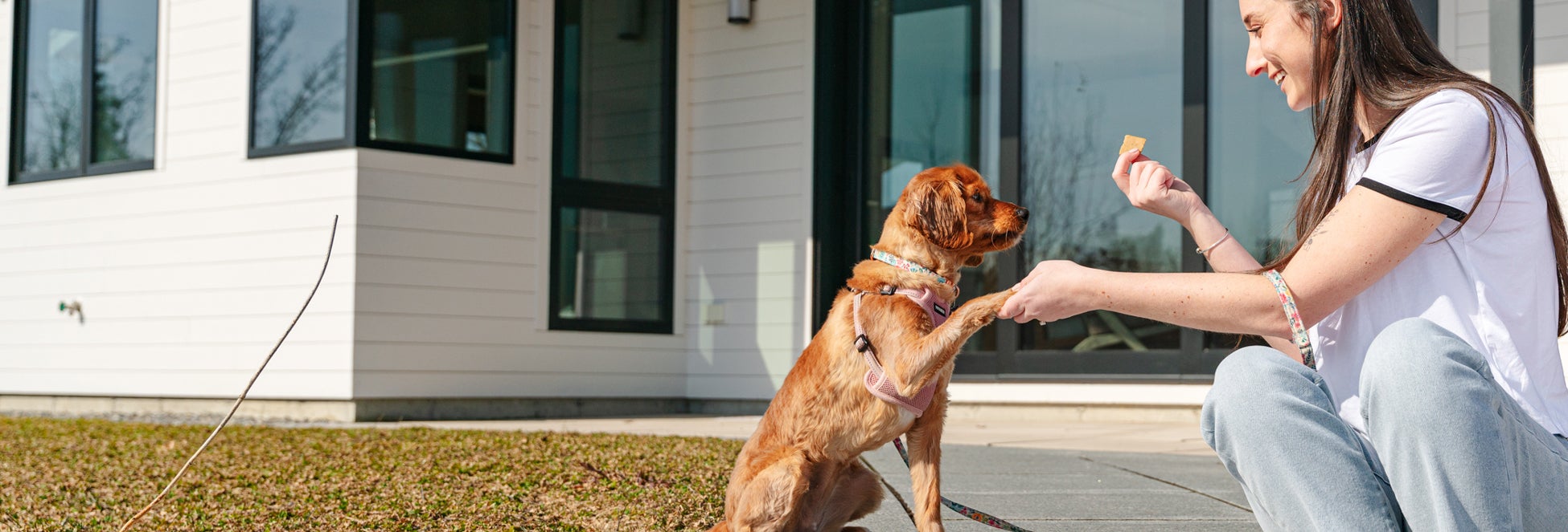 owner shaking with dog