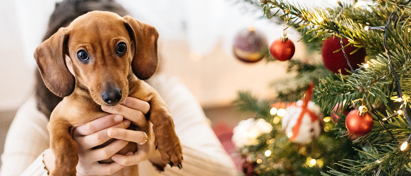 How To Puppy Proof Your Christmas Tree Wellness Pet Food