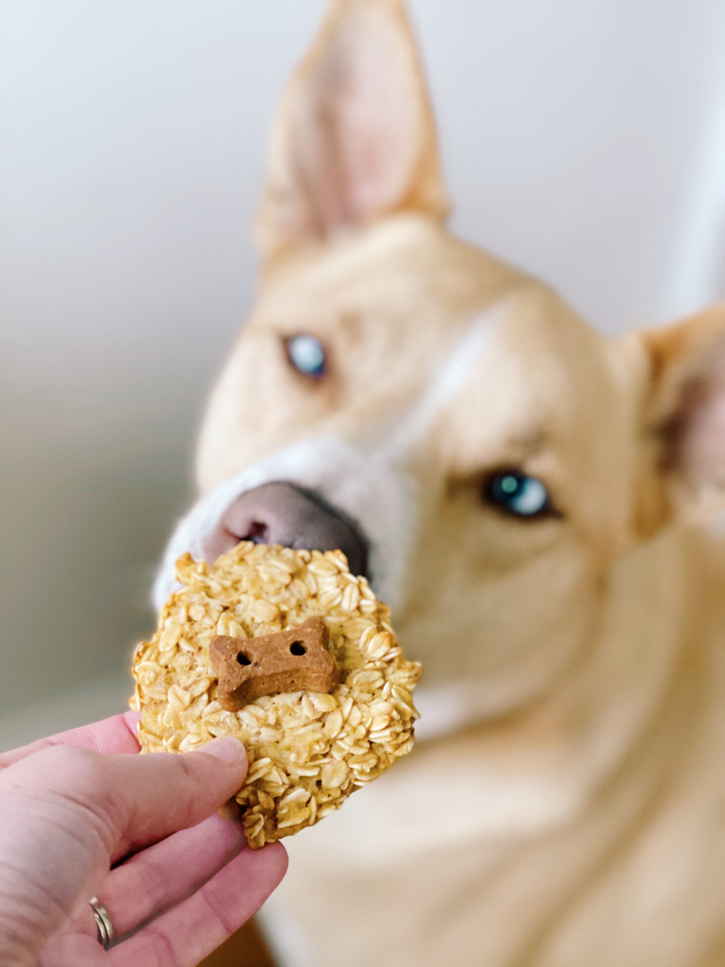 Coconut Cookie Dog Treats for Spring