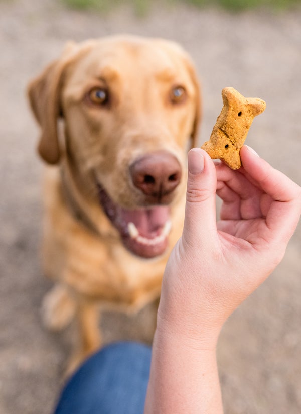 dog looking at treat