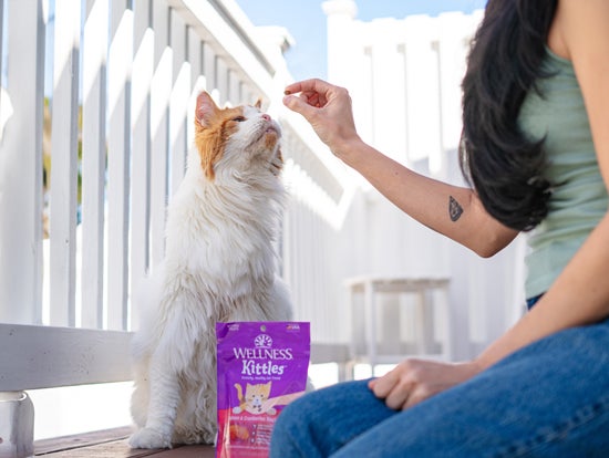 cat looking at treat 