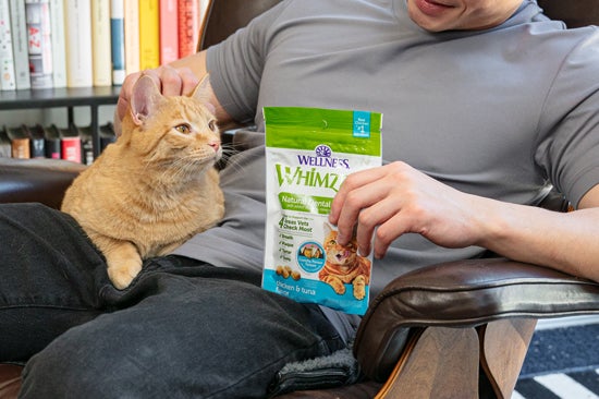 cat looking at WHIMZEES treats 