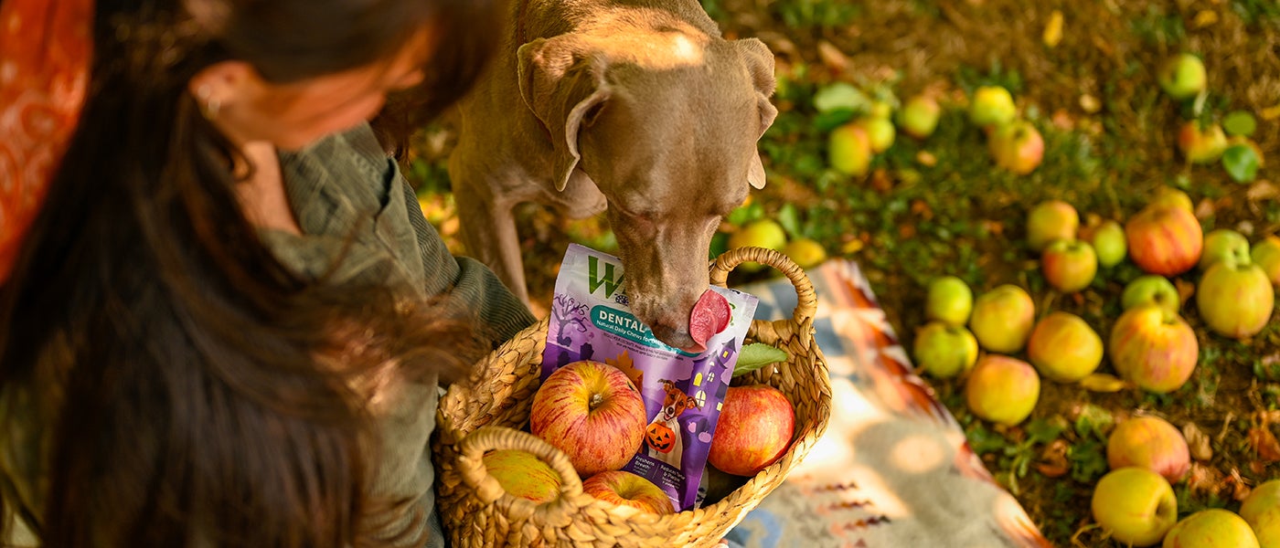 Dog Friendly November Activities: Outdoor Adventures | Wellness