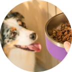 dog looking at bowl