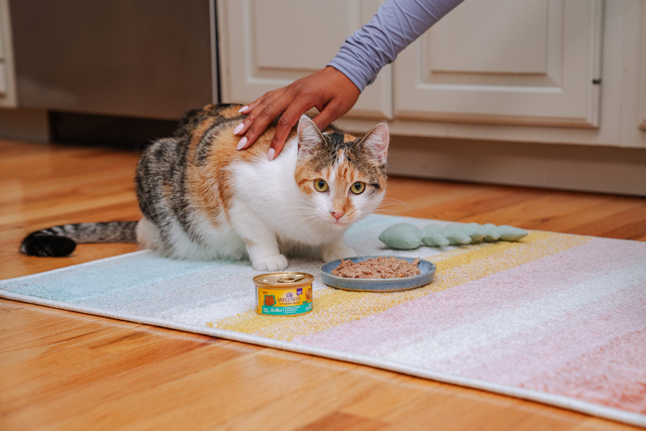 cat food, healthy cat food, wellness cat food, complete health