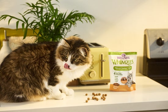 https://dev-wellness-pet-food-master-brand.pantheonsite.io/wp-content/uploads/2025/12/1-1.jpg