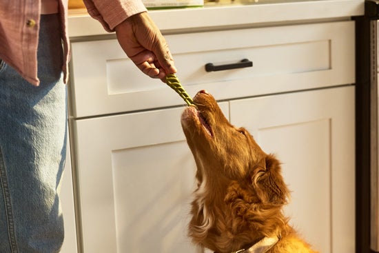 dog eating Whimzees chew 