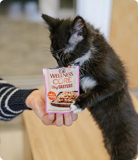 kitten eating Wellness CORE tiny tasters