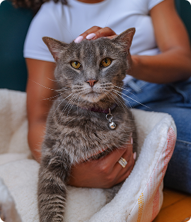 senior cat being pet