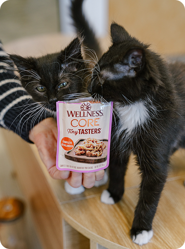 2 kittens eating Wellness CORE tiny tasters